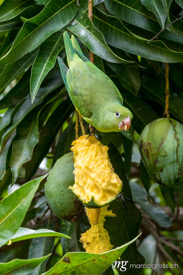 . Papagei beim Fressen einer Mango. Marcel Gross Photography