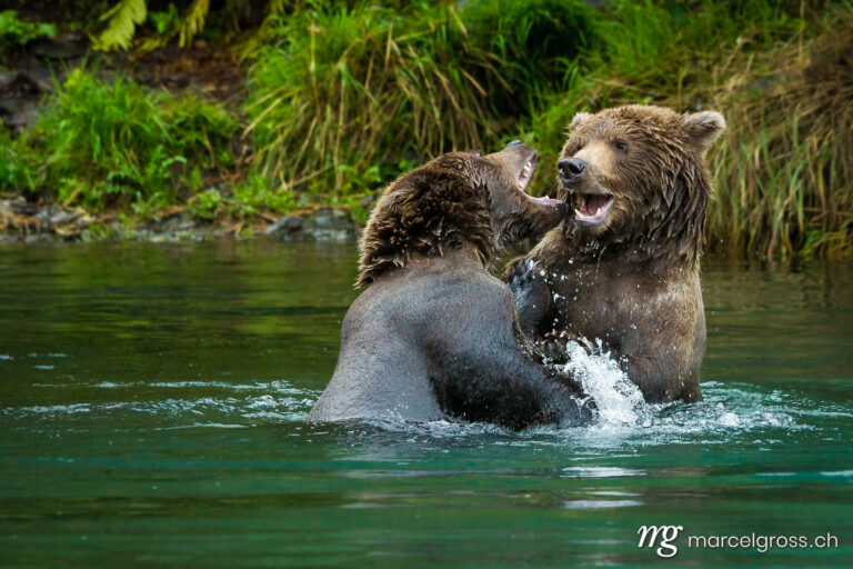 . playing grizzly bears. Marcel Gross Photography