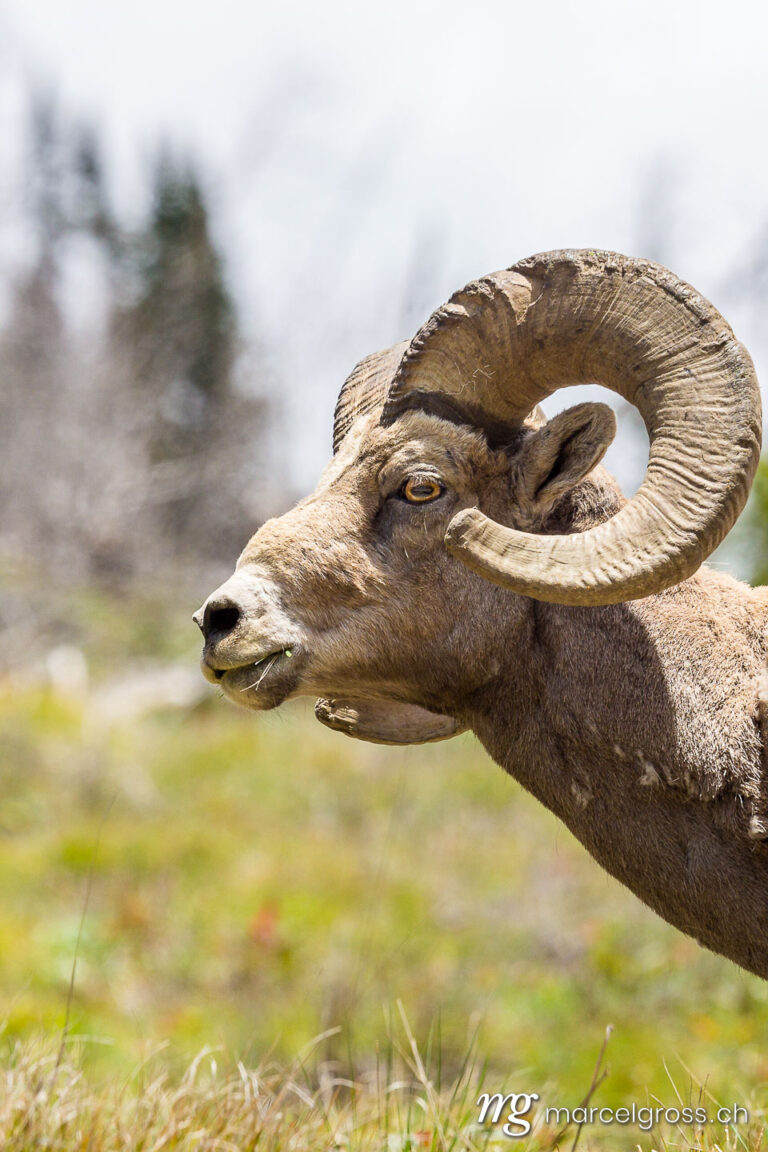 . Portrait of a bighorn buck, Yellowstone National Park, Wyoming. Marcel Gross Photography
