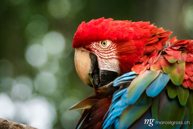 . Portrait of a green-winged macaw. Marcel Gross Photography