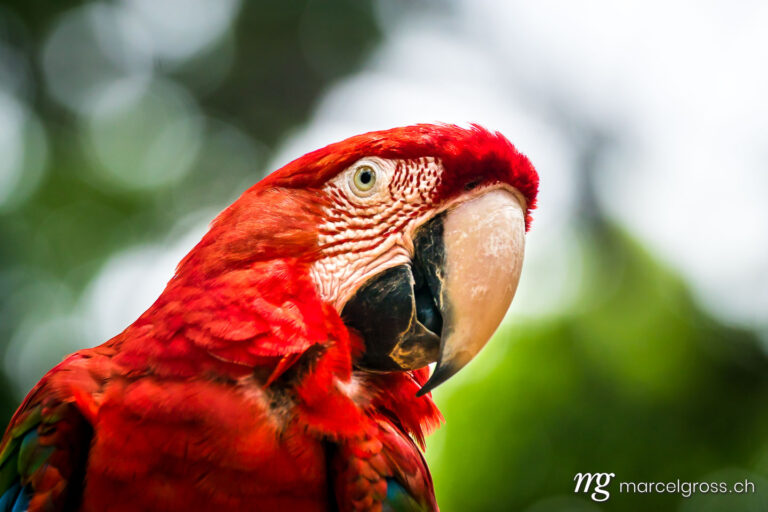 . Portrait of a green-winged macaw. Marcel Gross Photography