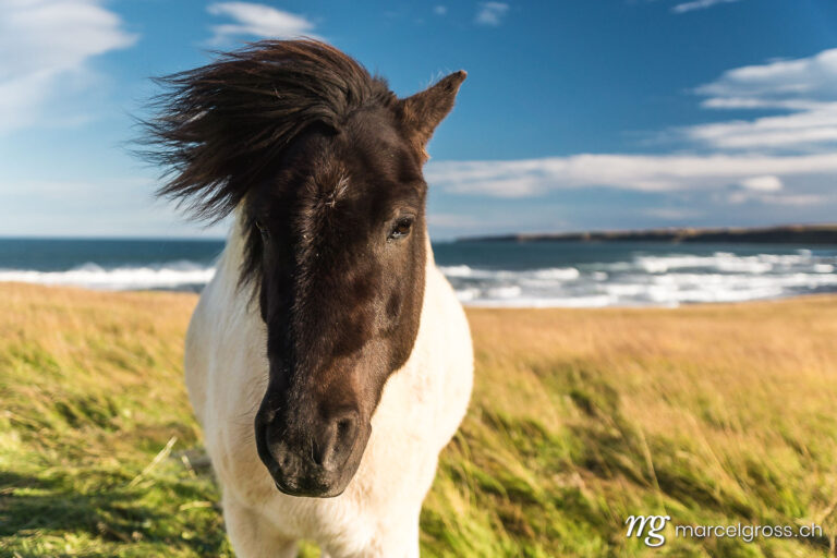 icelandic horse with windy mane
