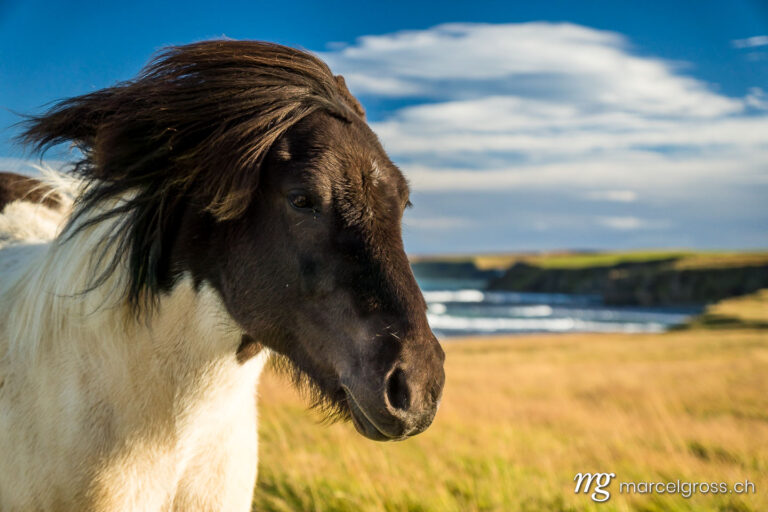 . Portrait eines Island-Pferdes am Meer. Marcel Gross Photography