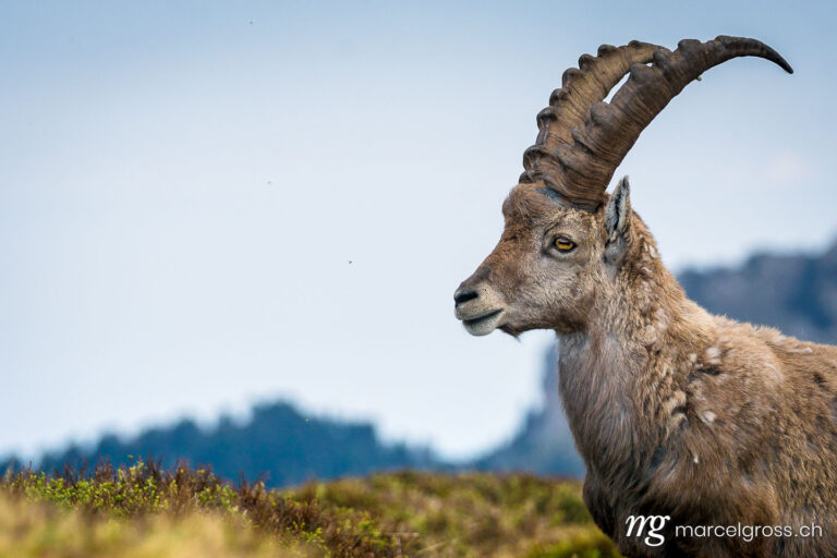 Capricorn pictures. Portrait of a young male Capricorn. Marcel Gross Photography