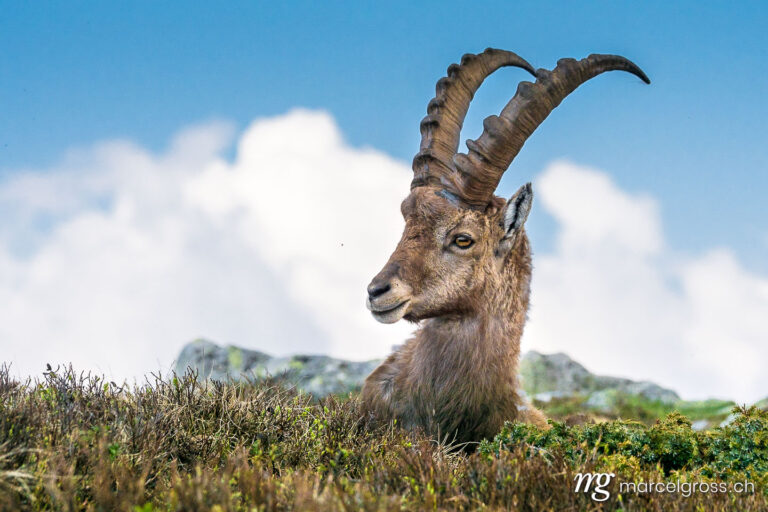Capricorn pictures. Portrait of a young male Capricorn. Marcel Gross Photography