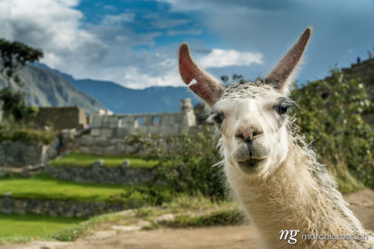 . Portrait eines Lamas in den Ruinen von Machu Picchu. Marcel Gross Photography