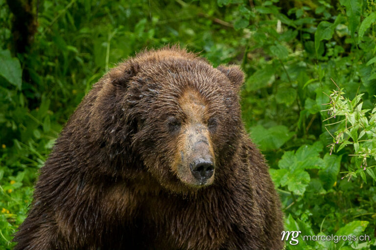 . Portrait eines mächtigen männlichen Grizzlybär, Fish Creek Wildlife Observation Site, Hyder, Alaska. Marcel Gross Photography