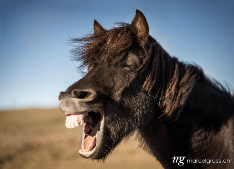 . Portrait eines schwarzen, lachenden Island-Pferdes. Marcel Gross Photography