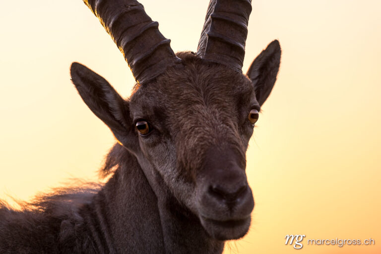 Portrait of a handsome male ibex in the morning light in the Bernese Oberland. Taken by Marcel Gross Photography