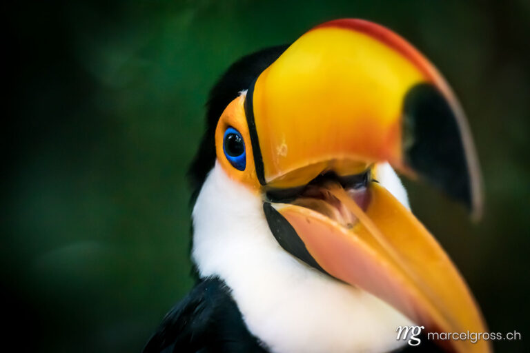 . Portrait of a toucan, Iguazu. Marcel Gross Photography