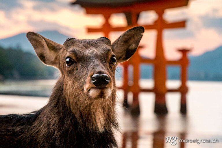 . portrait of a deer at Itsukushima. Marcel Gross Photography