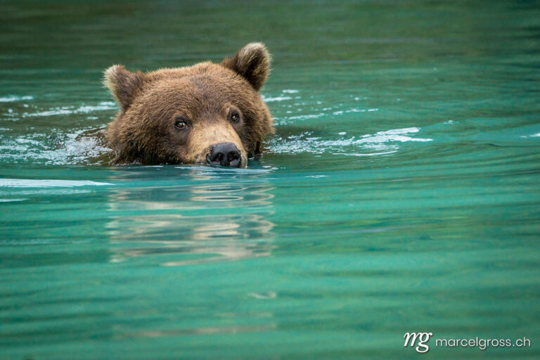 grizzly bear swimming in turquoise water
