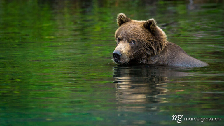 . Portrait of a Grizzly bear swimming in turquoise water in Lake Clark National Park, Alaska. Marcel Gross Photography