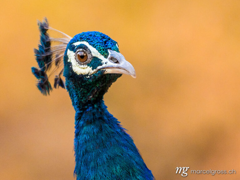 . Portrait of a peacock, Ranthambore National Park, Rajasthan. Marcel Gross Photography
