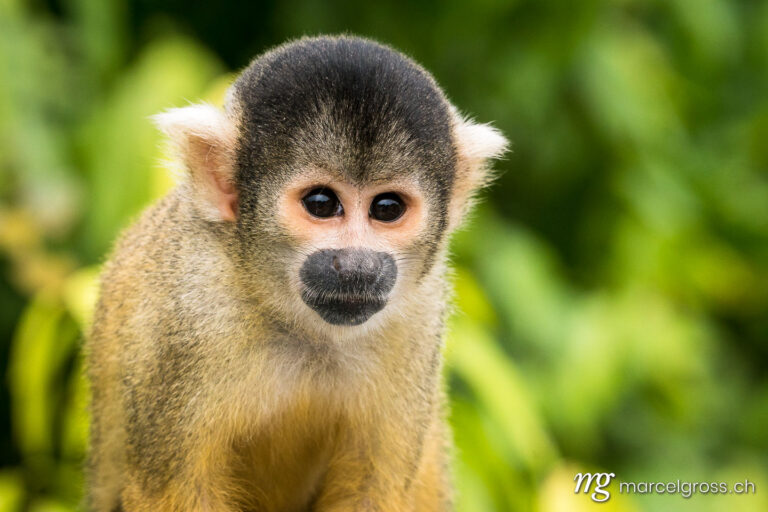 . portrait of a Squirrel monkeys. Marcel Gross Photography