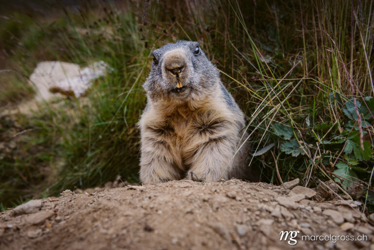 portrait of marmot in the swiss alps. Taken by Marcel Gross Photography