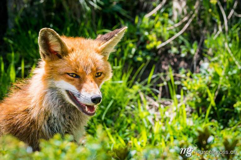 red fox enjoying the sunlight