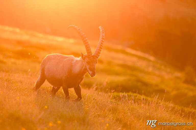 Magnificent male Alpine Ibex in the backlight of a summer morning. Taken by Marcel Gross Photography