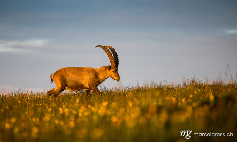 Capricorn pictures. Magnificent male alpine ibex in morning light on alpine meadow in Bernese Alps. Marcel Gross Photography