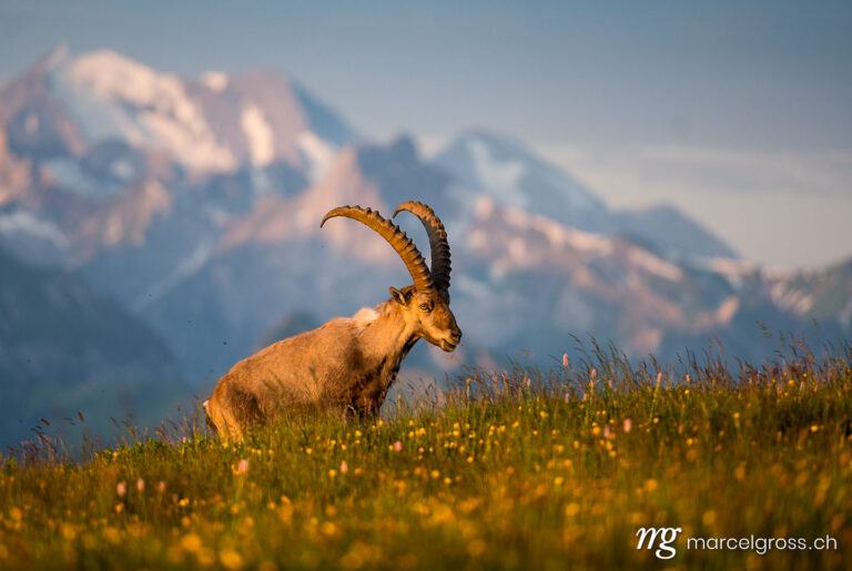 Capricorn pictures. Magnificent male Alpine Ibex in the morning light in the Bernese Alps. Marcel Gross Photography