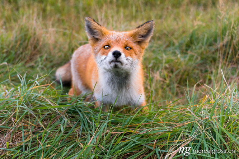 curious close-up of a fox