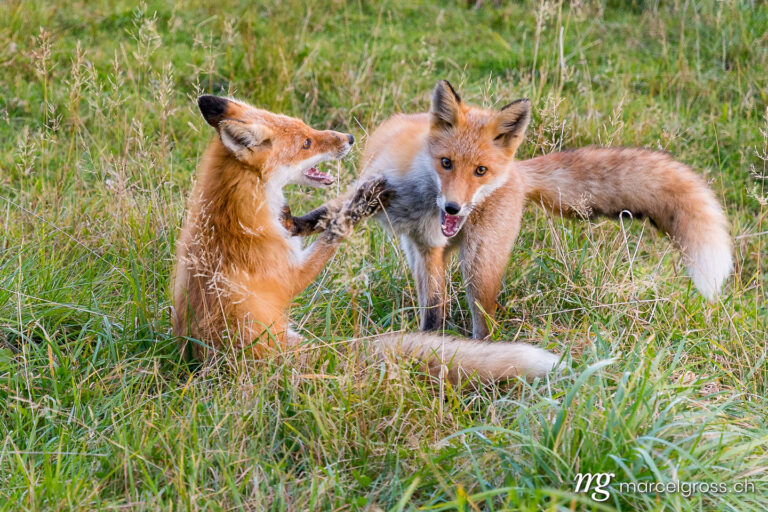 playful fox brothers