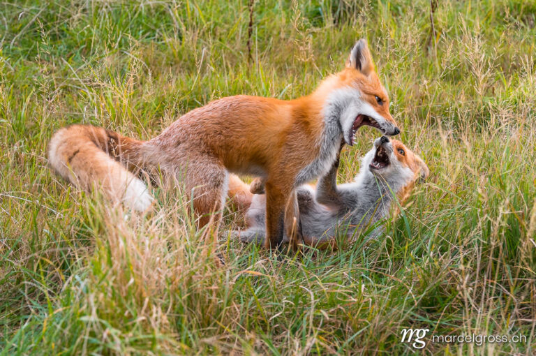 playful fox brothers