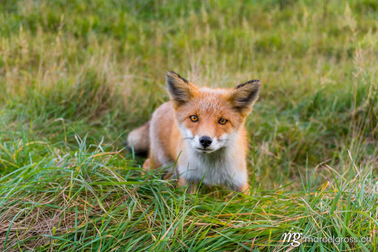 . Red Fox in Shiretoko National Park, Hokkaido. Marcel Gross Photography