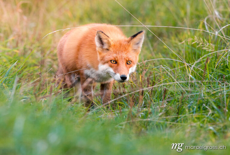 . Red fox on the hunt in Shiretoko National Park, Hokkaido. Marcel Gross Photography