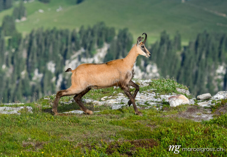 running chamois in the Bernese Alps. Taken by Marcel Gross Photography