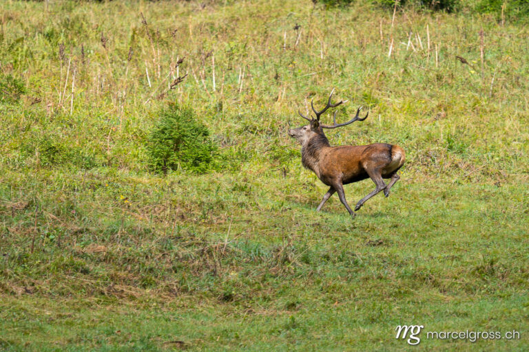 . running deer in the Bernese Oberland. Marcel Gross Photography