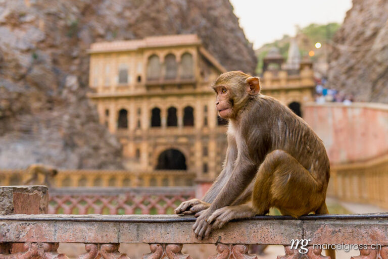 . Rhesus macaque at Galta Ji Hanuman Temple. Marcel Gross Photography
