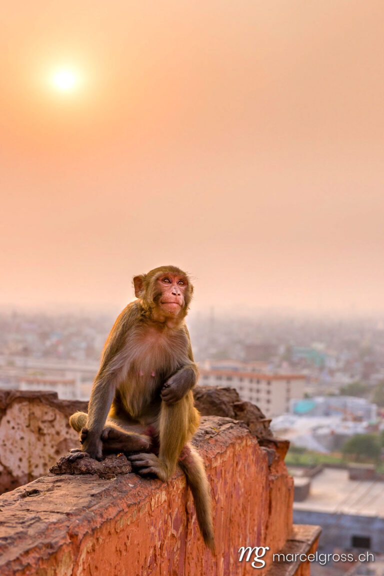 . Rhesus macaque at Jaipur sunset. Marcel Gross Photography
