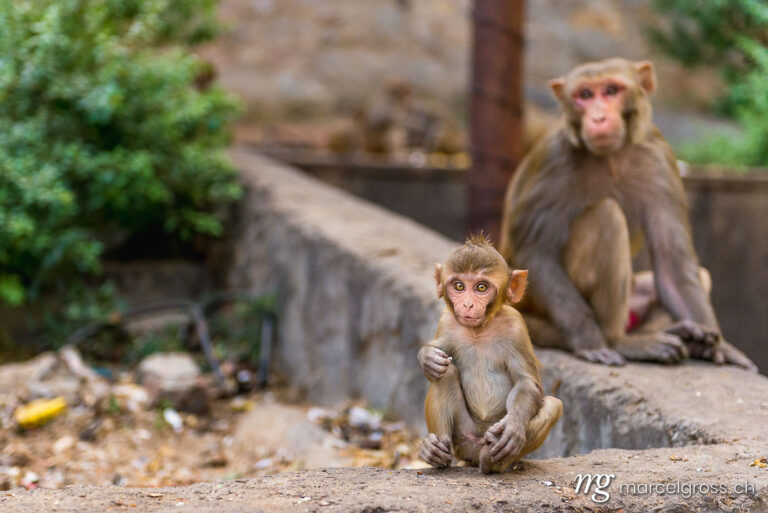 . Rhesus macaque Baby with Mother. Marcel Gross Photography