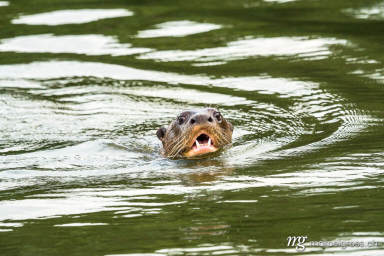 . Riesenotter (Pteronura brasiliensis) auf dem Lago Sandoval, Peruanischer Amazonas. Marcel Gross Photography