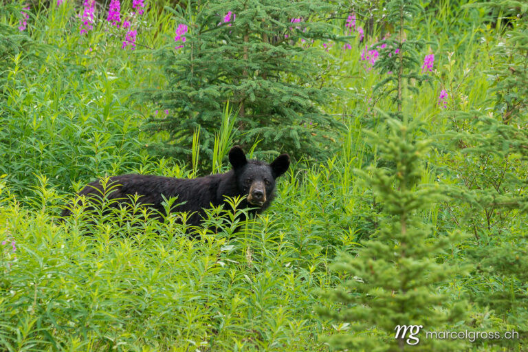 . roadside black bear. Marcel Gross Photography