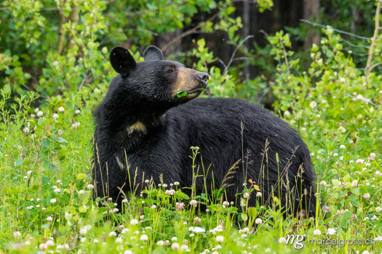 . roadside black bear at Alaska Highway, Yukon, Kanada. Marcel Gross Photography