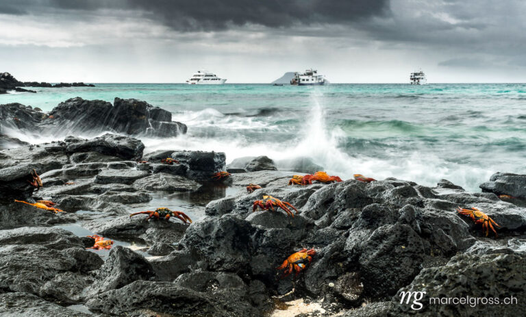 . Red rock crabs on Las Bachas Beach, Santa Cruz Island, Galapagos. Marcel Gross Photography