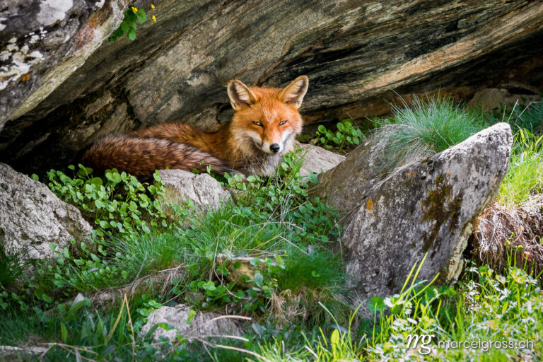 . Red Fox in Gran Paradiso National Park, Aosta Valley, Italy. Marcel Gross Photography