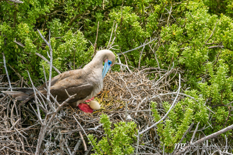 . Red-footed booby with egg at Punta Pitt on the north shore of Isla San Cristobal, Galapagos. Marcel Gross Photography