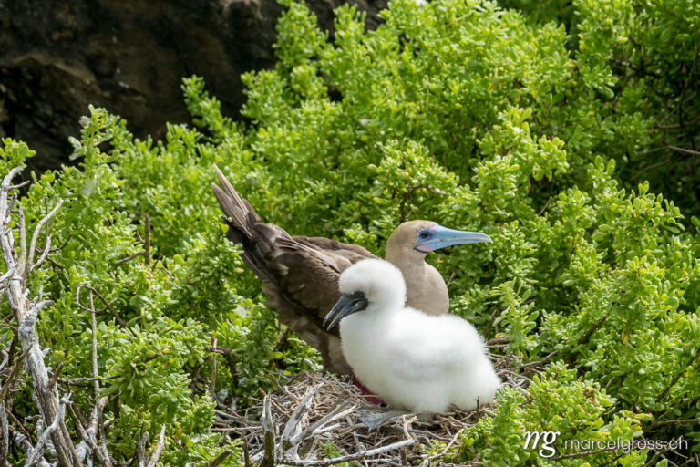 . Red-footed booby with pup near Punta Pitt on the north shore of Isla San Cristobal, Galapagos. Marcel Gross Photography