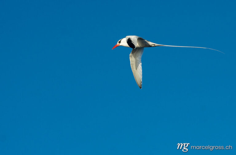 . Red-billed Tropicbird in flight at Isla Daphne Mayor, Galapagos. Marcel Gross Photography