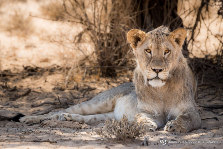 a powerful young male lion in Kalahari.. Taken by Marcel Gross Photography