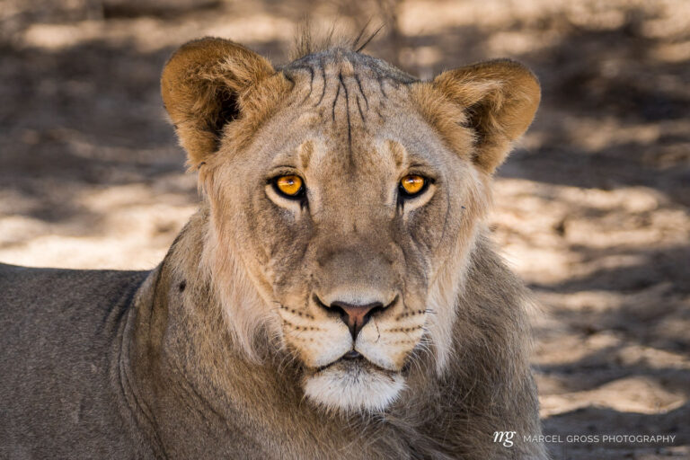a wonderful young male Kalahari Lion. Taken by Marcel Gross Photography
