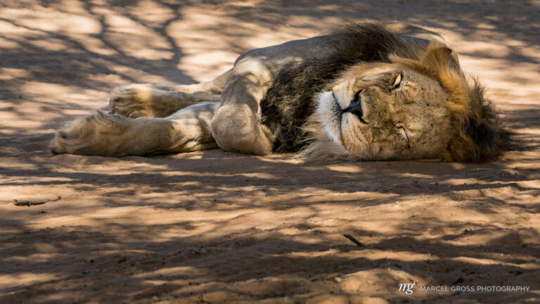 wonderful male lion in remote paradise of Kgalagadi National Park. On our first day we encountered an unbelievable number of 24 lions on our way to Nossob.. Taken by Marcel Gross Photography