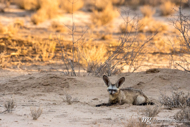 . Bat-eared fox resting in the Kalahari desert. Marcel Gross Photography