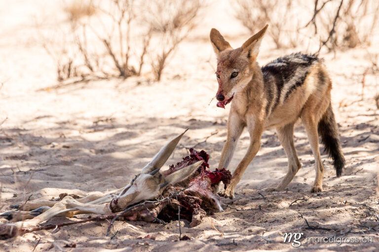 . Black-headed jackal with dead springbok fawn. Marcel Gross Photography