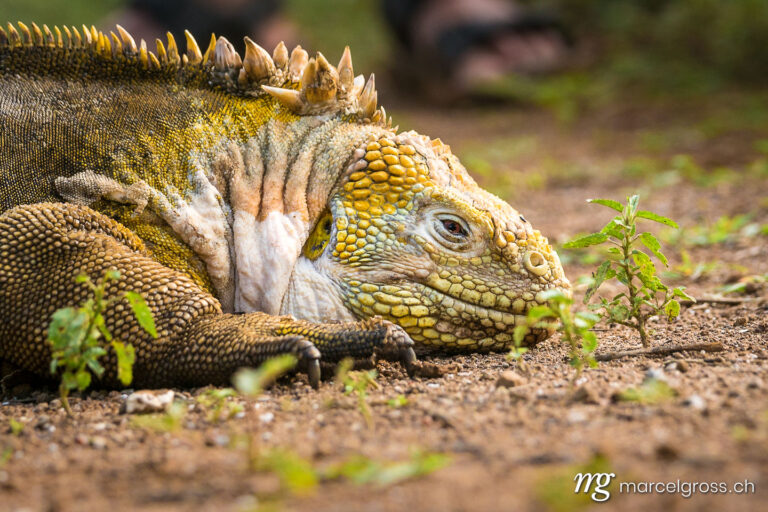 sleeping iguana