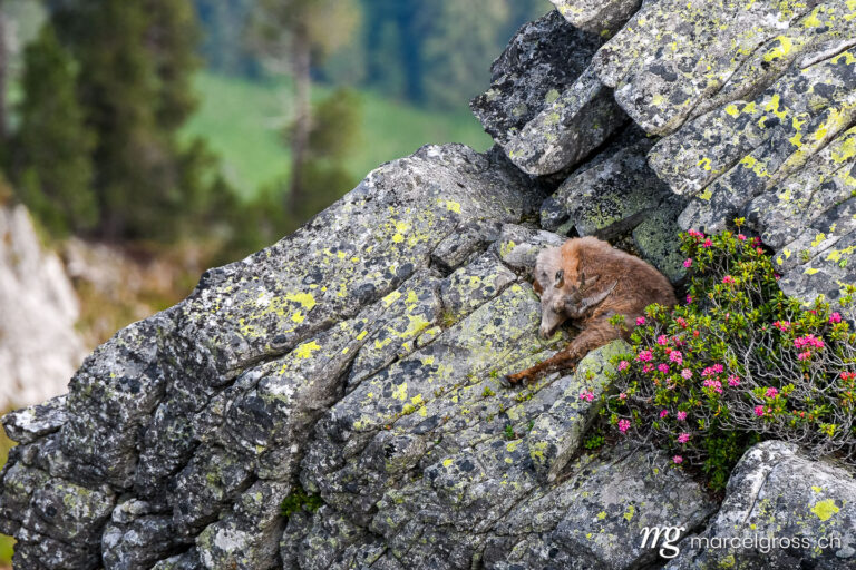 Wildtiere der Schweiz. schlafender Steinbock auf Felsenvorsprung in den Berner Alpen. Marcel Gross Photography