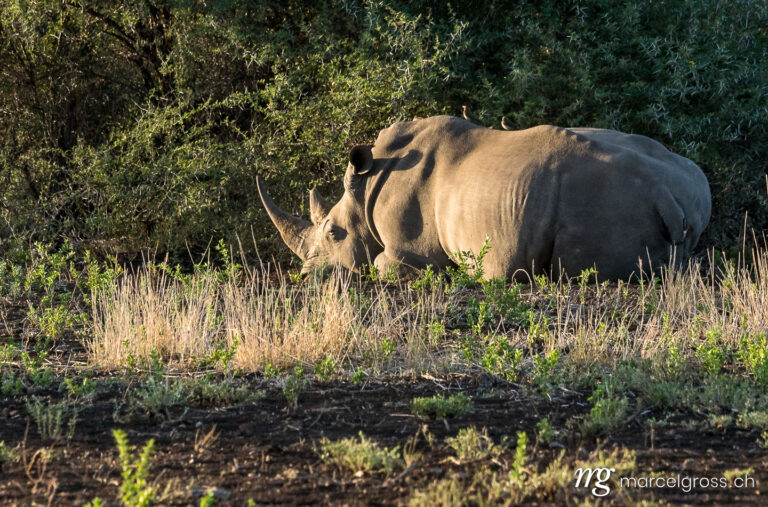 . Sleeping white rhino on safari in Kruger National Park. Marcel Gross Photography